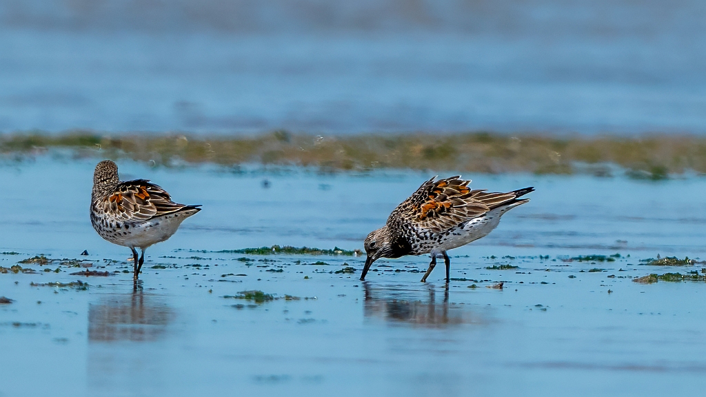 Great Knot 